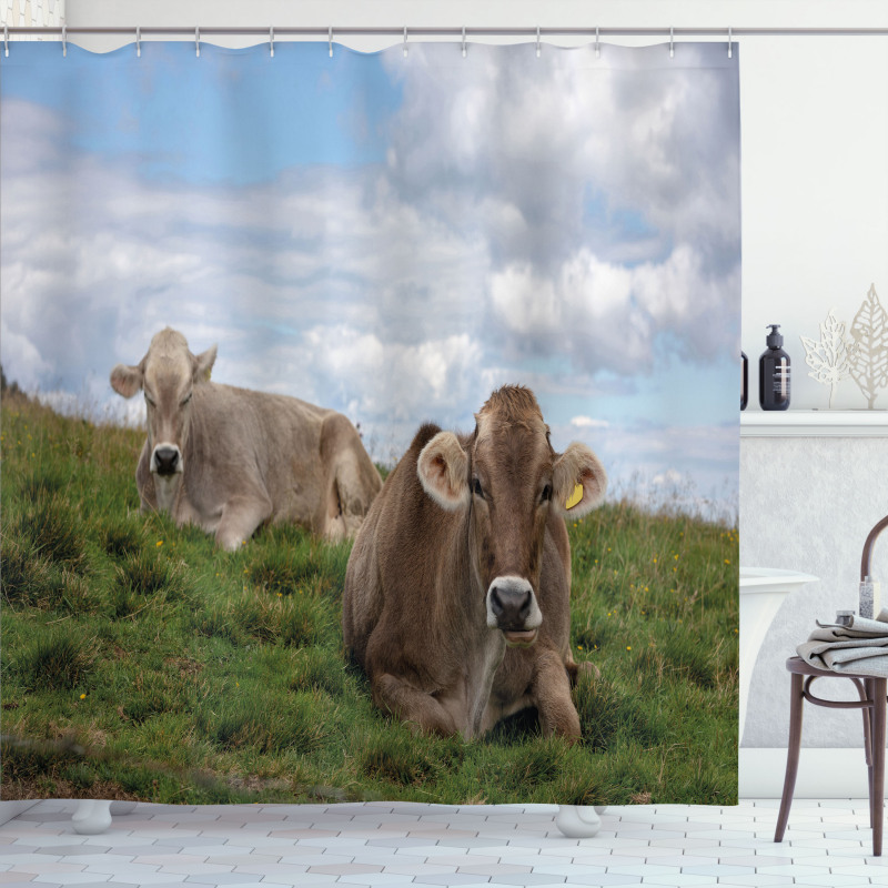 Resting Cows and Sky Shower Curtain