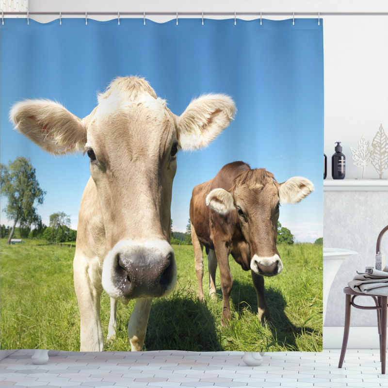 Close up Cows Shower Curtain