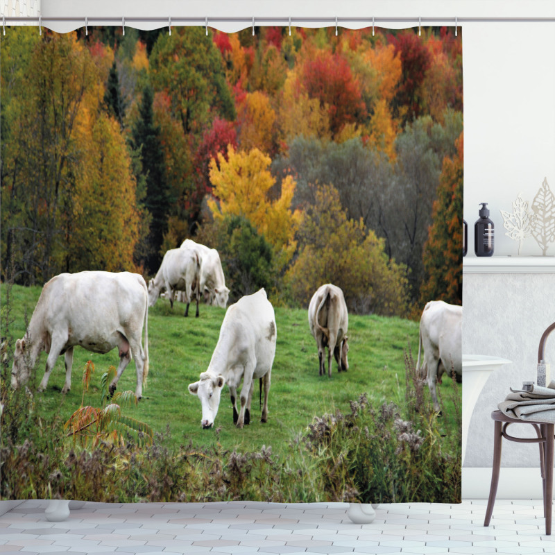 Cows on Autumn Hill Shower Curtain