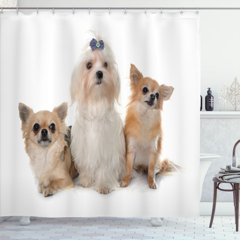 Chihuahua and Maltese Dogs Shower Curtain