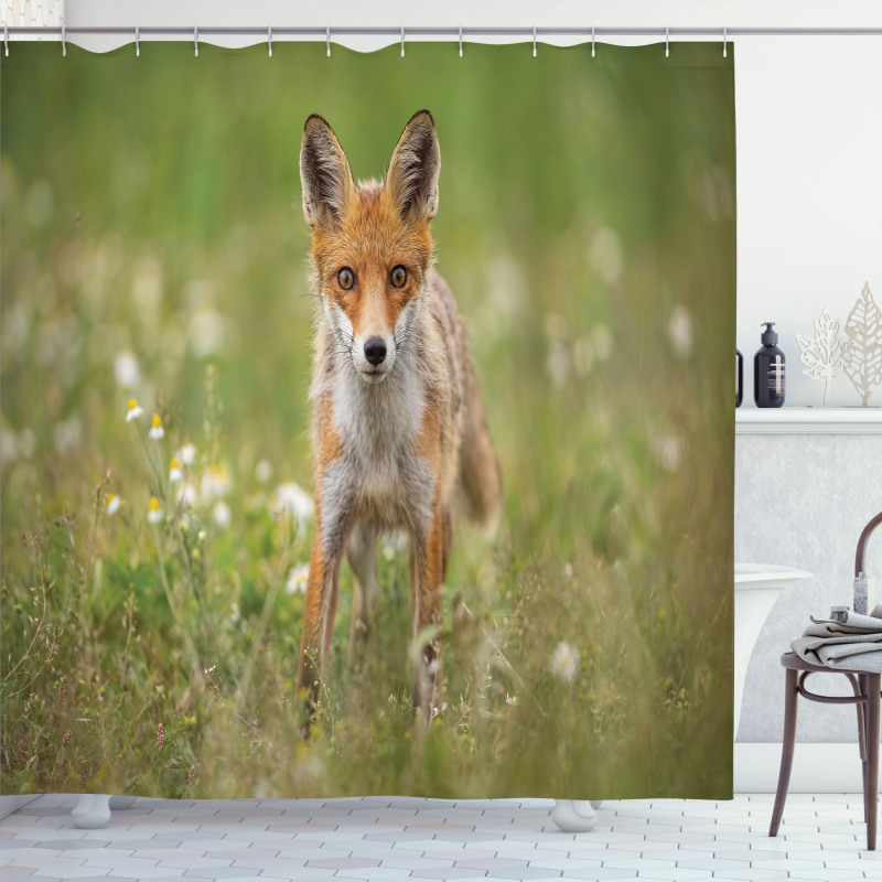 Young Curious Coyote Animal Shower Curtain