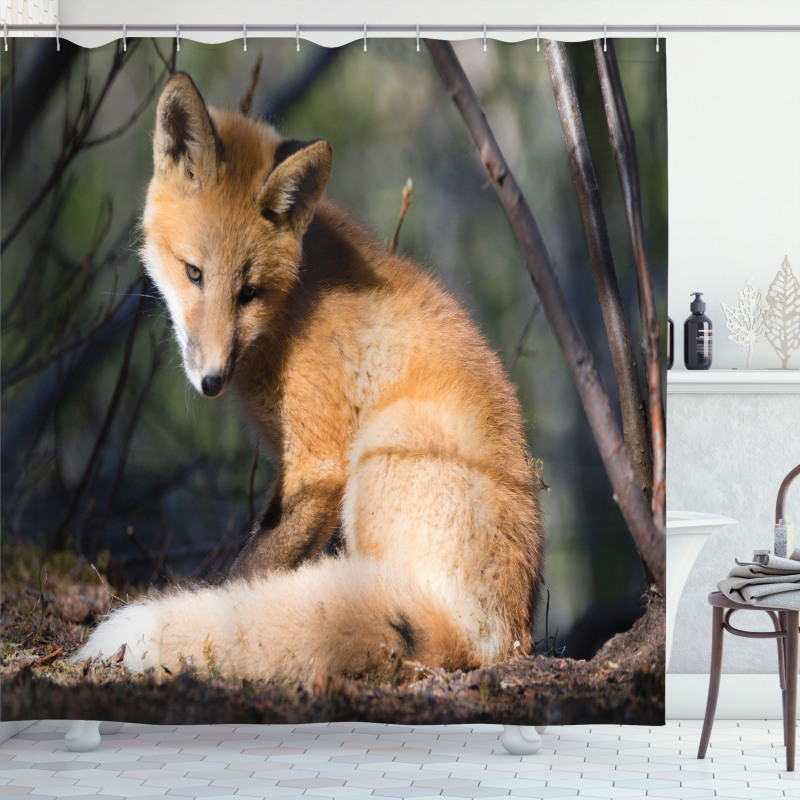 Young Coyote in Forest Sunrays Shower Curtain