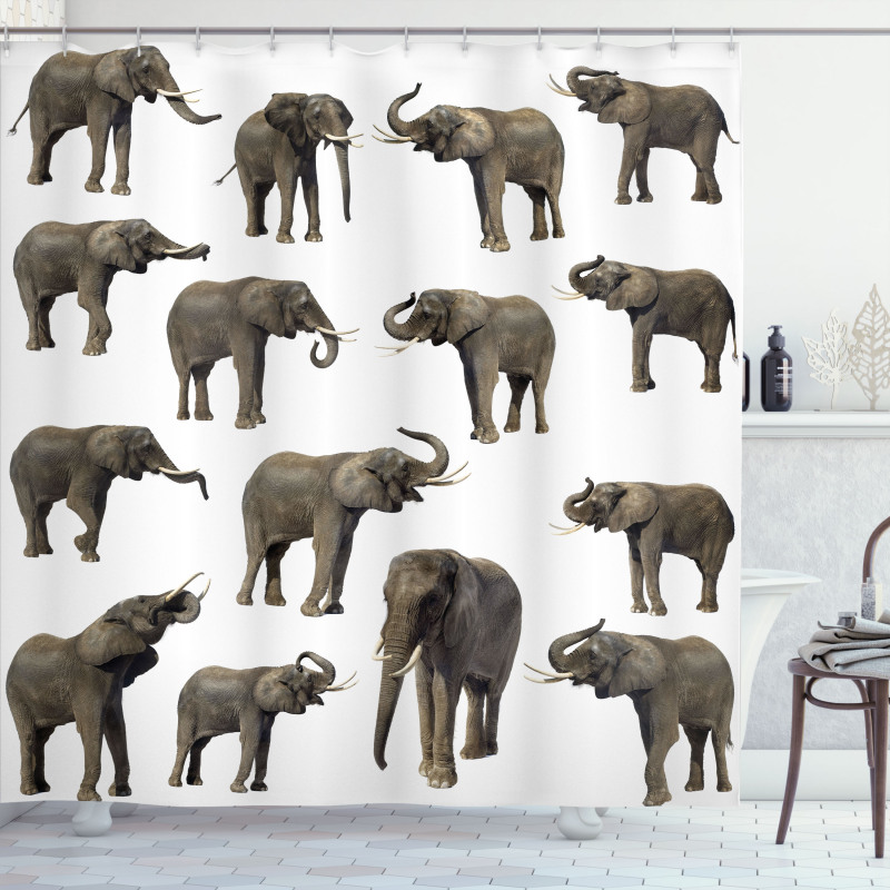 Elephants Tusk Ear Shower Curtain
