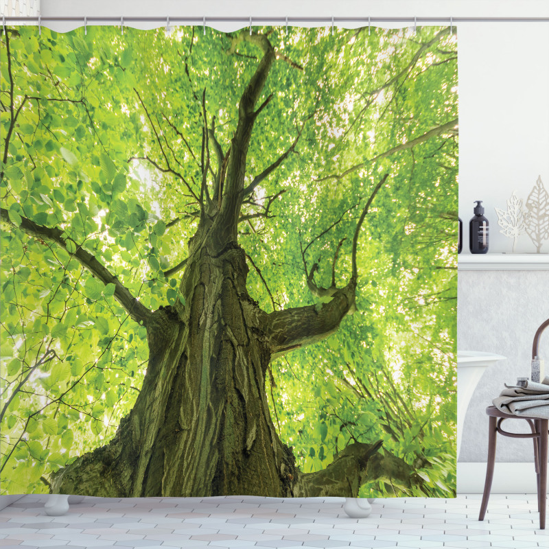 Old Big Majestic Tree Shower Curtain