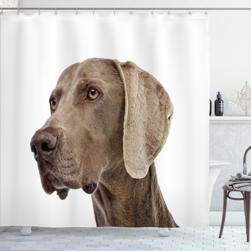 Hayvan Duş Perdesi Yakın Çekim Weimaraner Cinsi Köpek Portresi