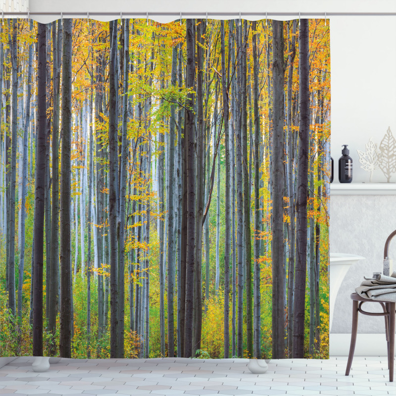 Autumn Season Beech Forest Shower Curtain