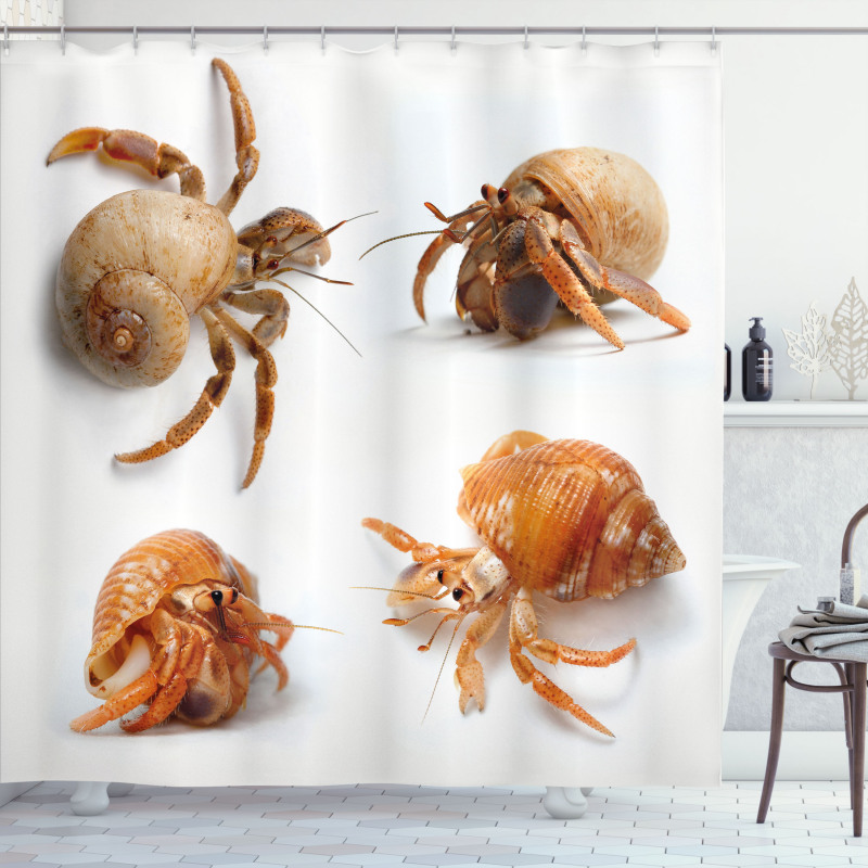 Hermit Crabs Pattern Shower Curtain