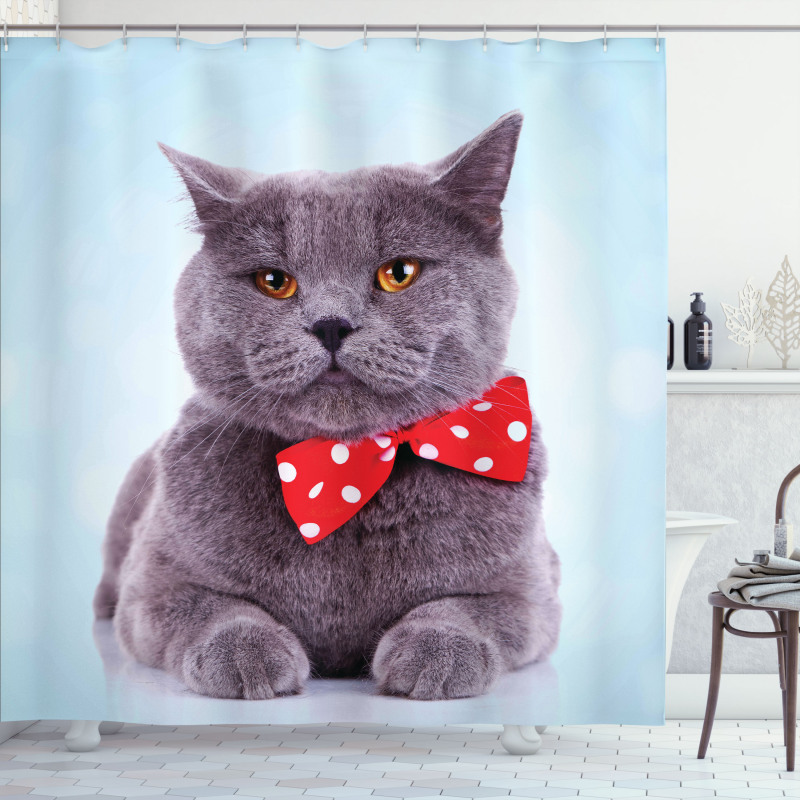 Grey Scottish Fold Theme Shower Curtain