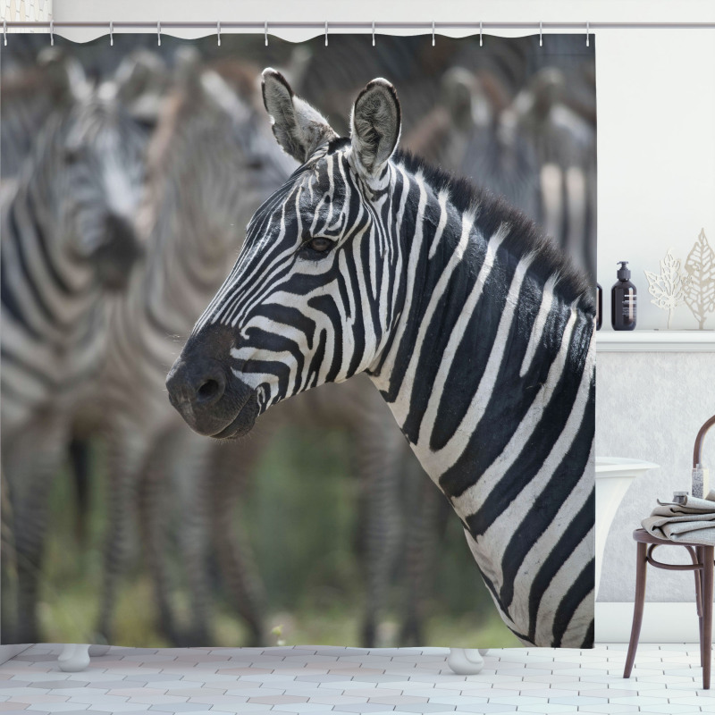 Zebra in Serengati Park Shower Curtain