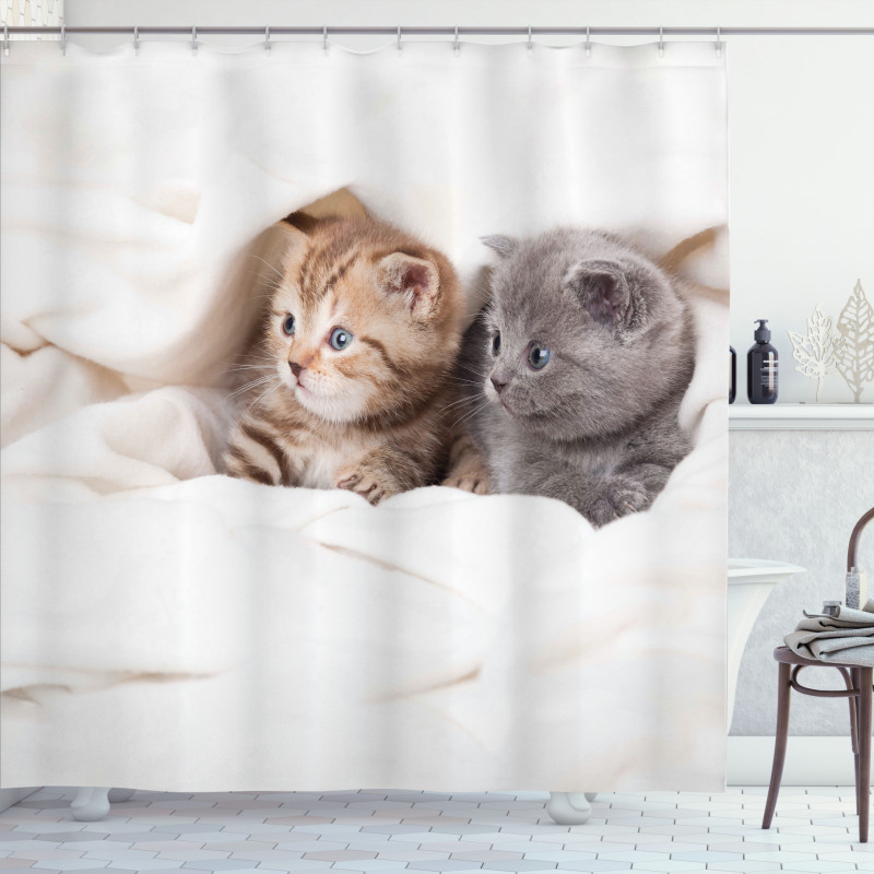 Scottish Fold Kittens Shower Curtain