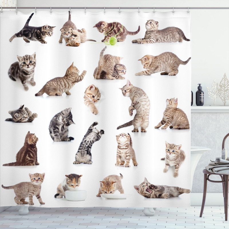 Funny Playful Cats Image Shower Curtain