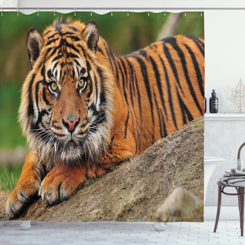 Tiger Crouching on Rock Shower Curtain