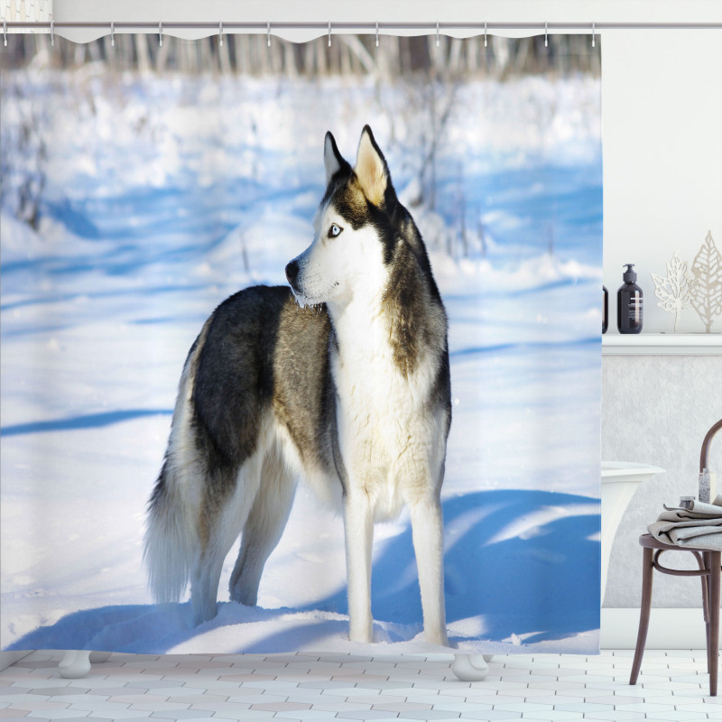 Husky on Snow Shower Curtain