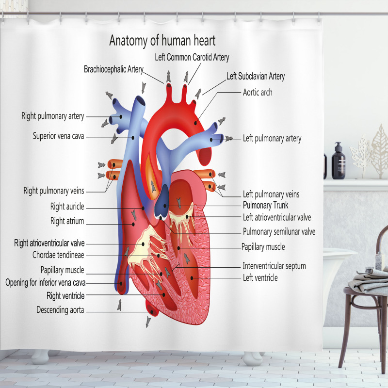 Human Body Organ Shower Curtain