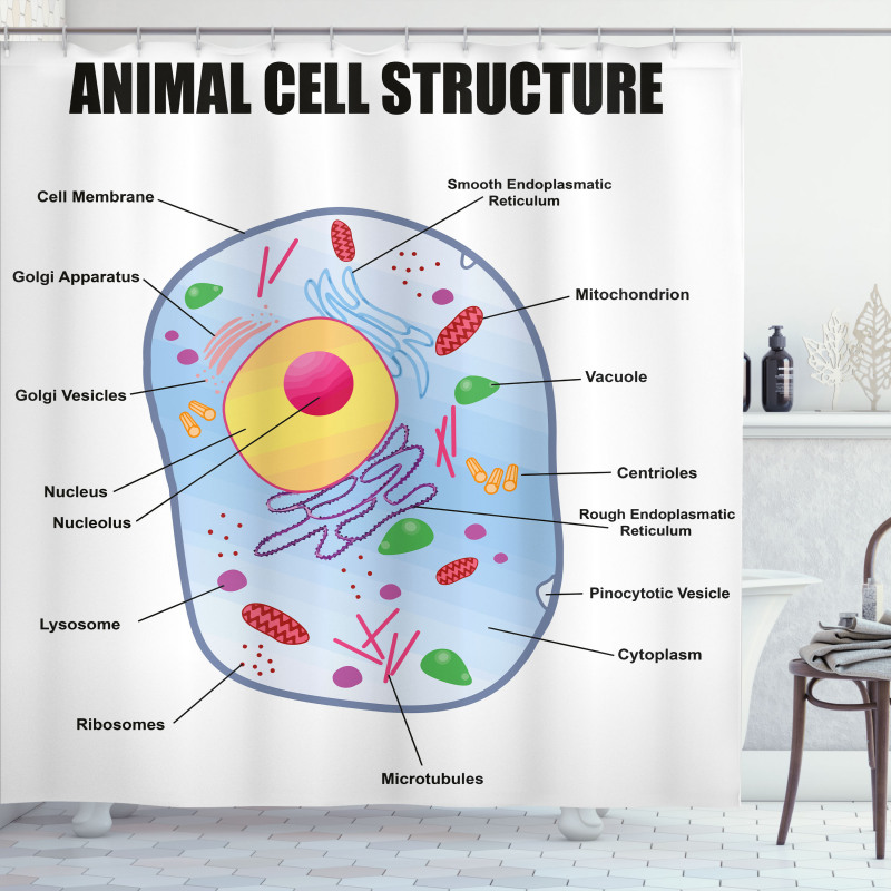 Öğretici Duş Perdesi Hayvan Hücresi Yapısı