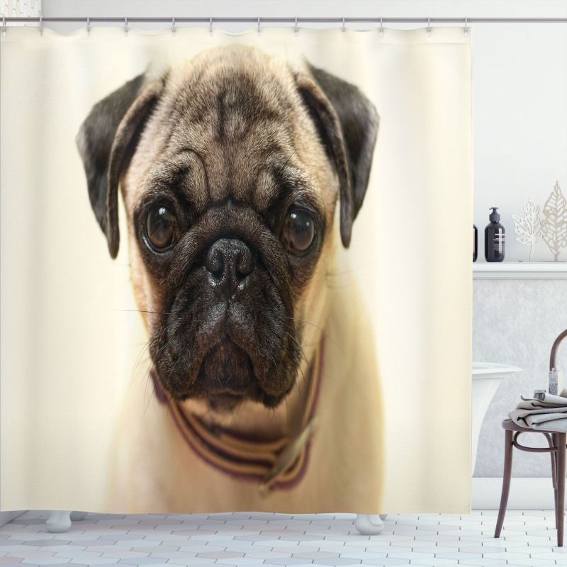 Pure Bred Dog Photograph Shower Curtain