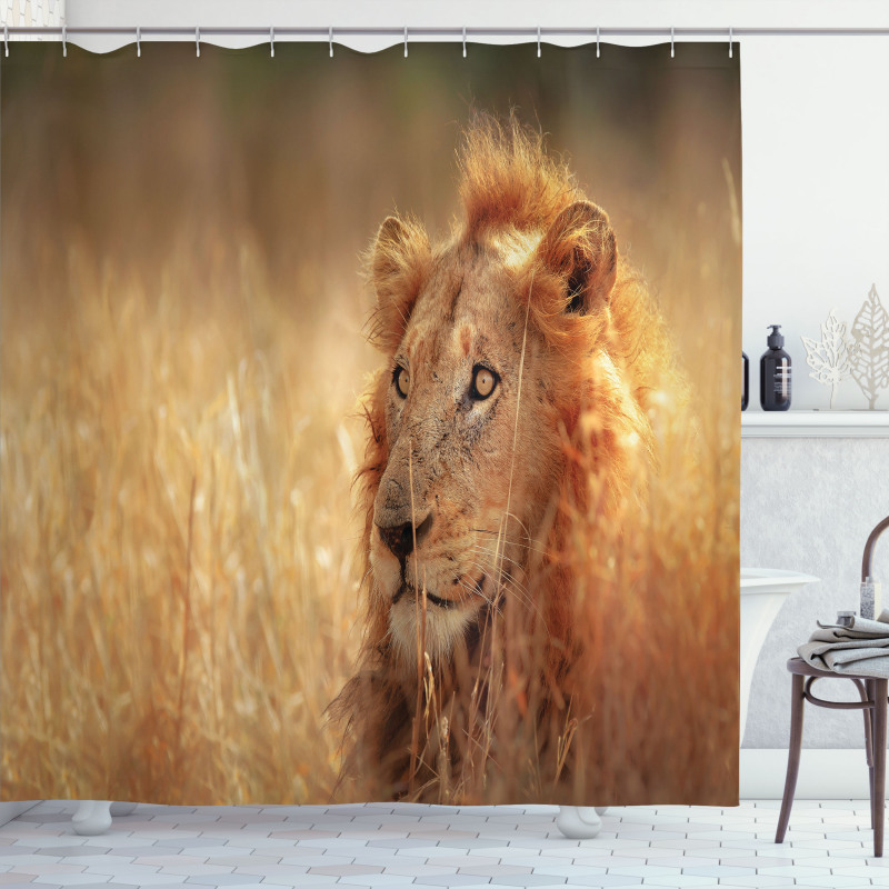 Male Lion Grass Field Shower Curtain