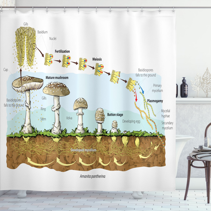 Life Cycle of Mushrooms Shower Curtain