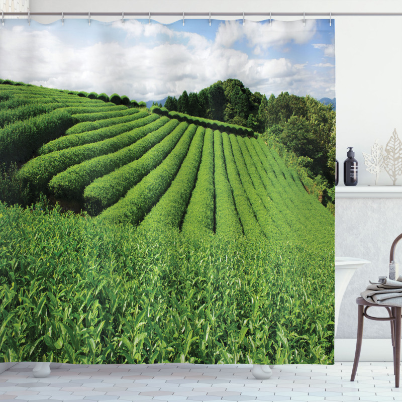 Sunny Landscape Tea Fields Shower Curtain