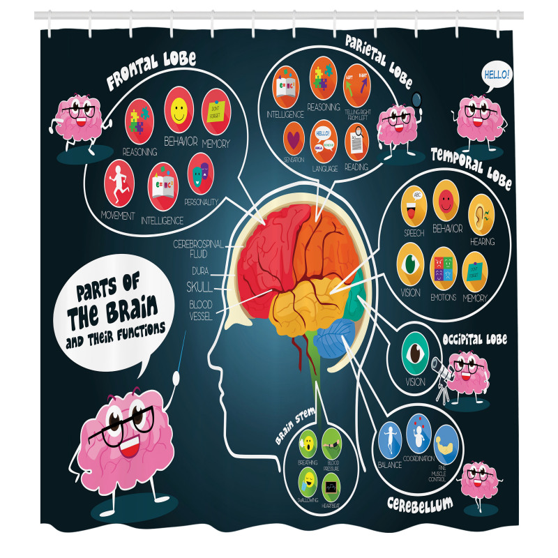 Eğitici Duş Perdesi Beyin Fonksiyon ve Görevlerine Dair Görsel
