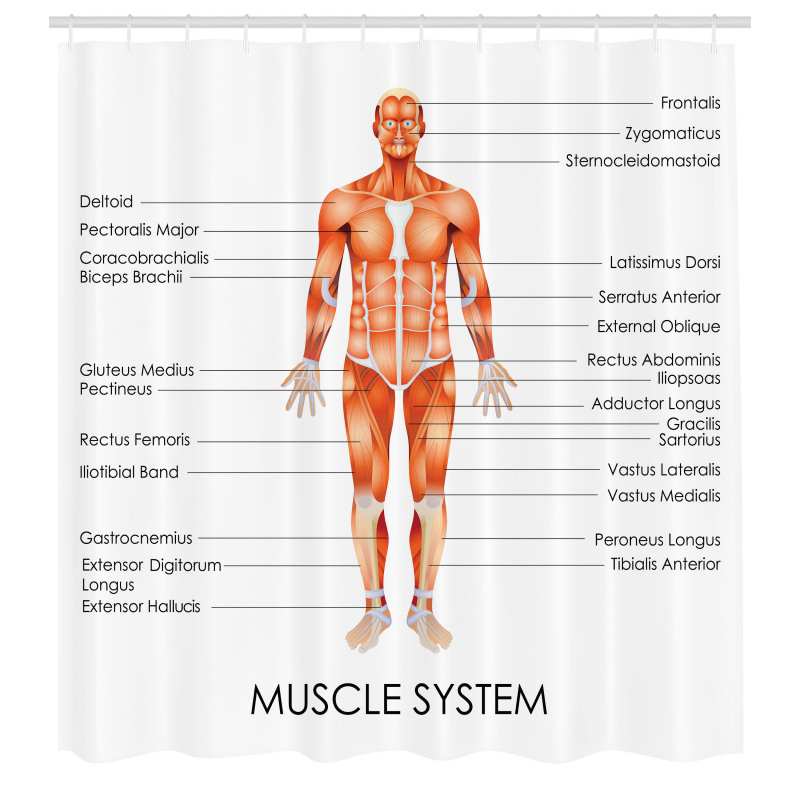 Insanlar Duş Perdesi Anatomik Kas Sistemi