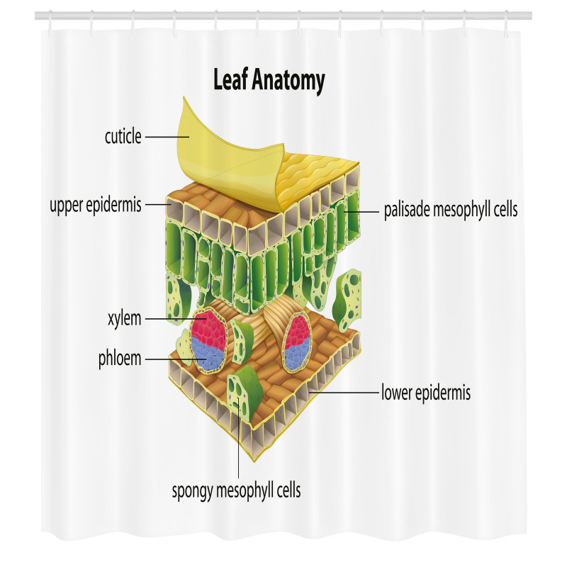 Öğretici Duş Perdesi Yaprağın Anatomisi