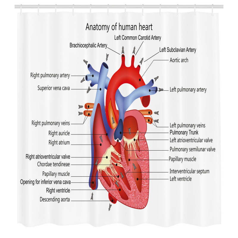 Öğretici Duş Perdesi İnsan Kalbi Desenli