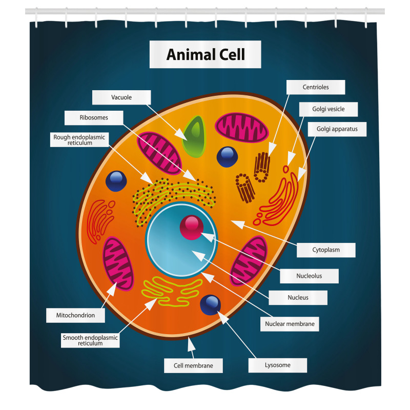 Öğretici Duş Perdesi Hayvan Hücresi Desenli