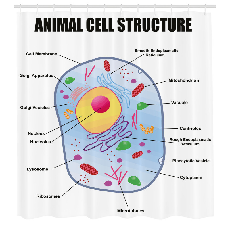 Öğretici Duş Perdesi Hayvan Hücresi Yapısı