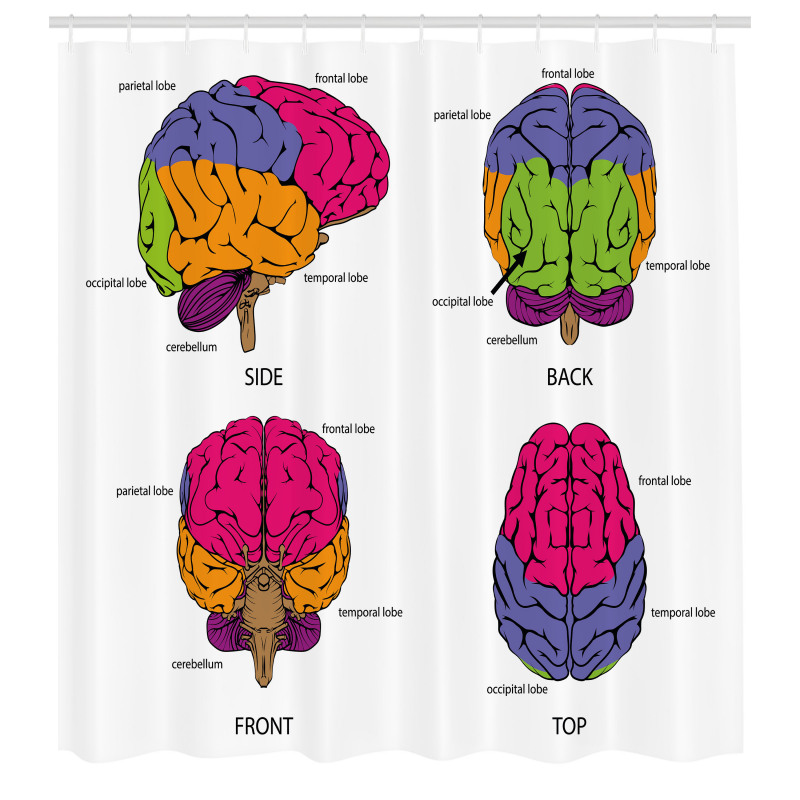 Öğretici Duş Perdesi Beynin Yapısı Desenli