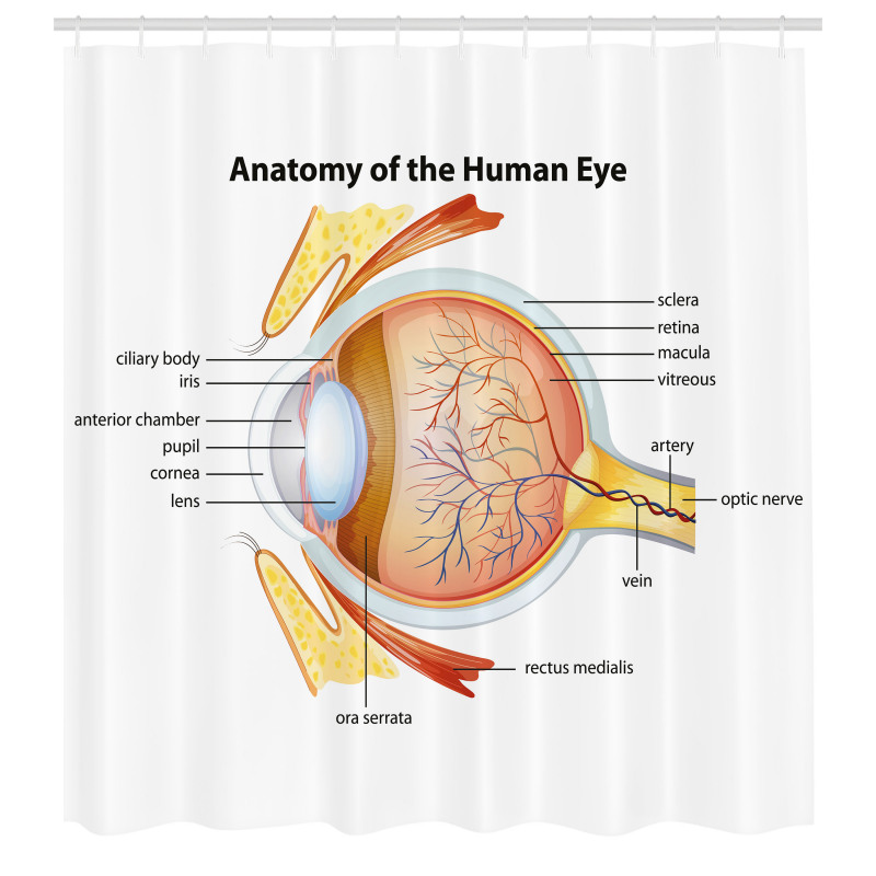 Öğretici Duş Perdesi Gözün Anatomisi