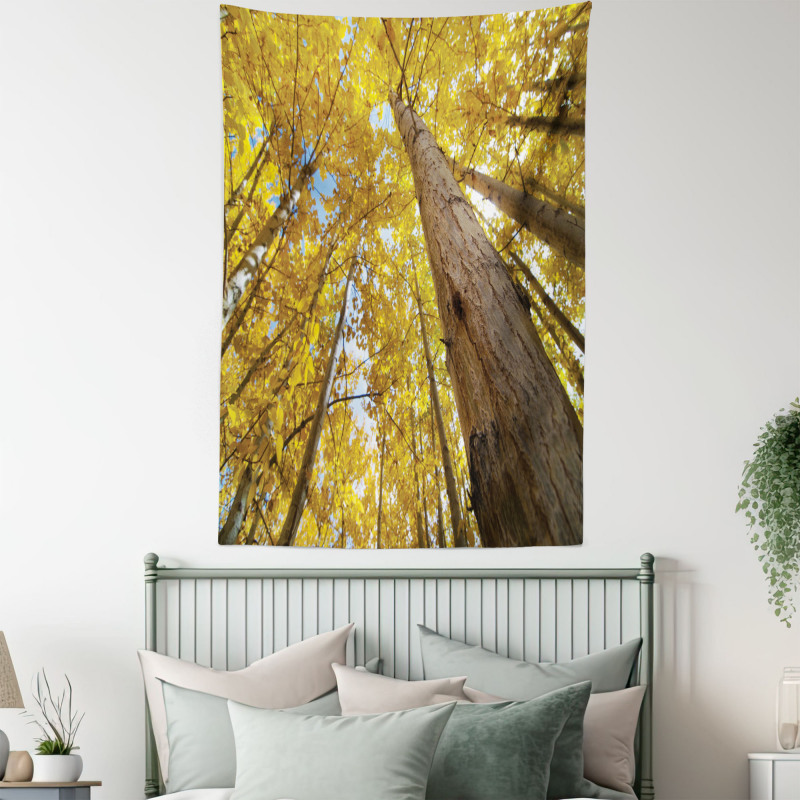 Aspen Trees in Forest Tapestry
