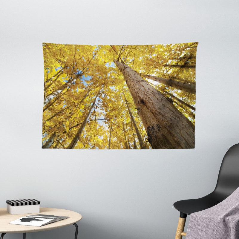 Aspen Trees in Forest Wide Tapestry