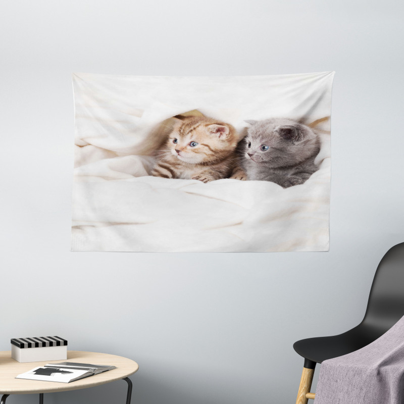 Scottish Fold Kittens Wide Tapestry