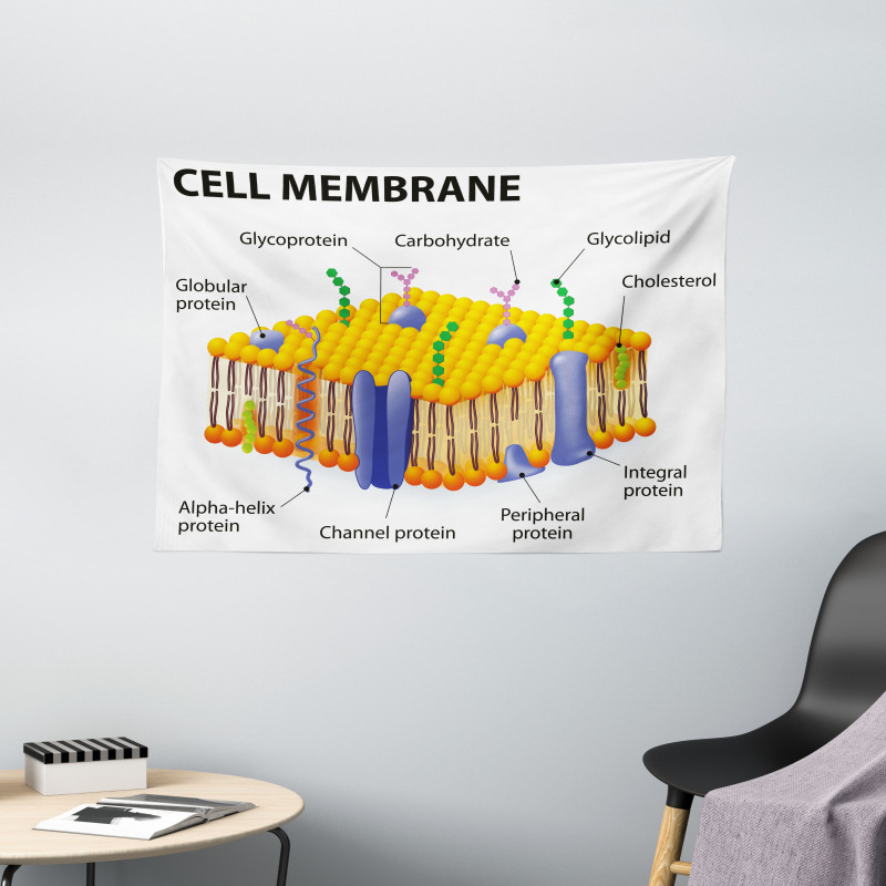 Membrane Cell Types Wide Tapestry